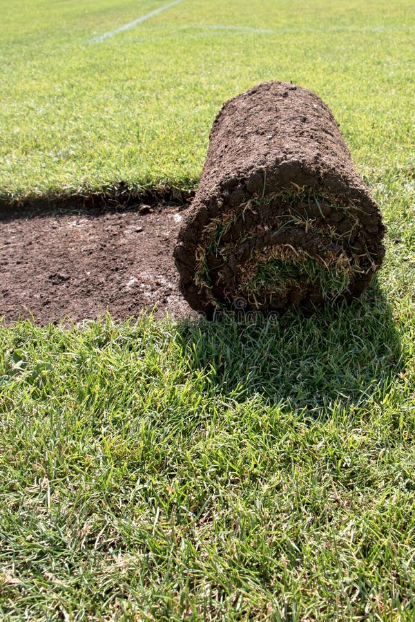 Grass strip stock image. Image of curled, soil, mowed 58765659
