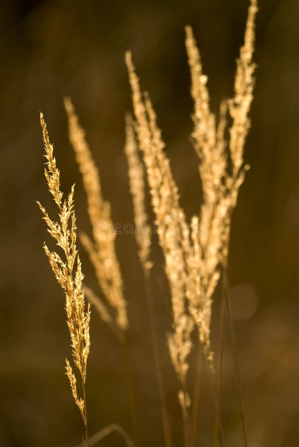 Grass in the sun