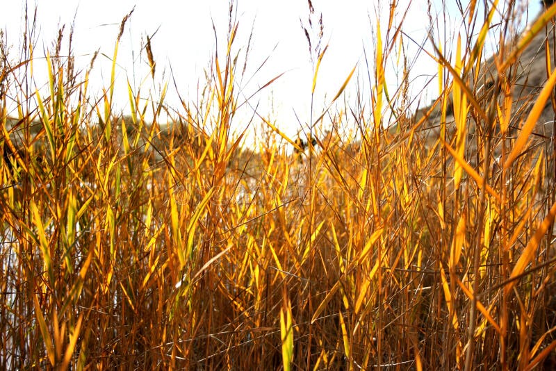 Grass at sunset