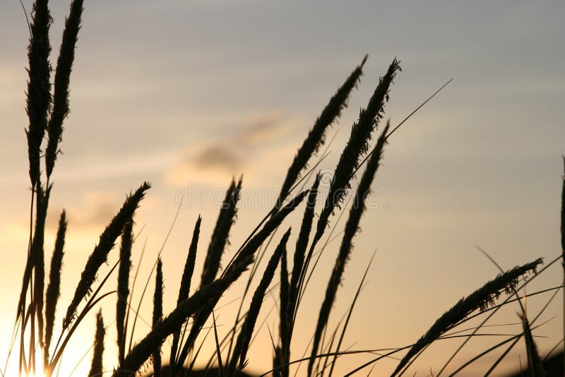 Grass at sunset