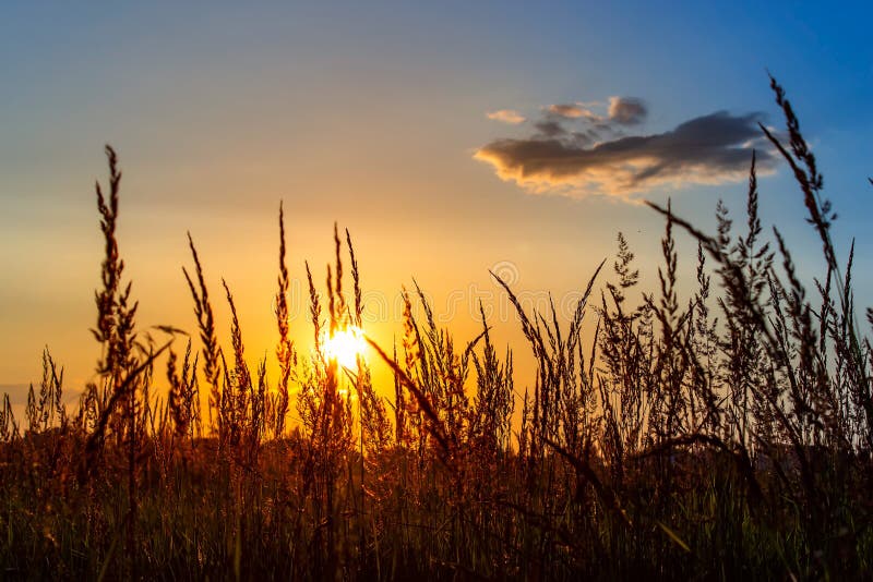 Grass On The Sunset In The Evening Summer Landscape Stock Photo