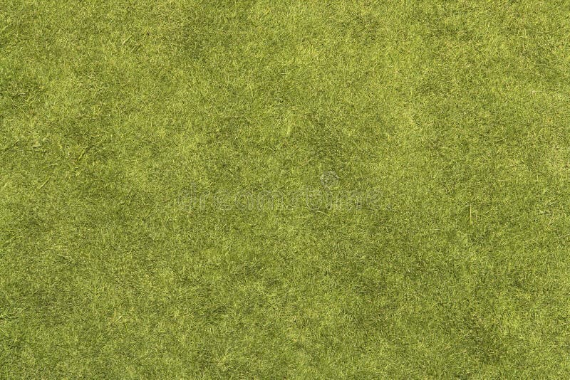 Grass Texture