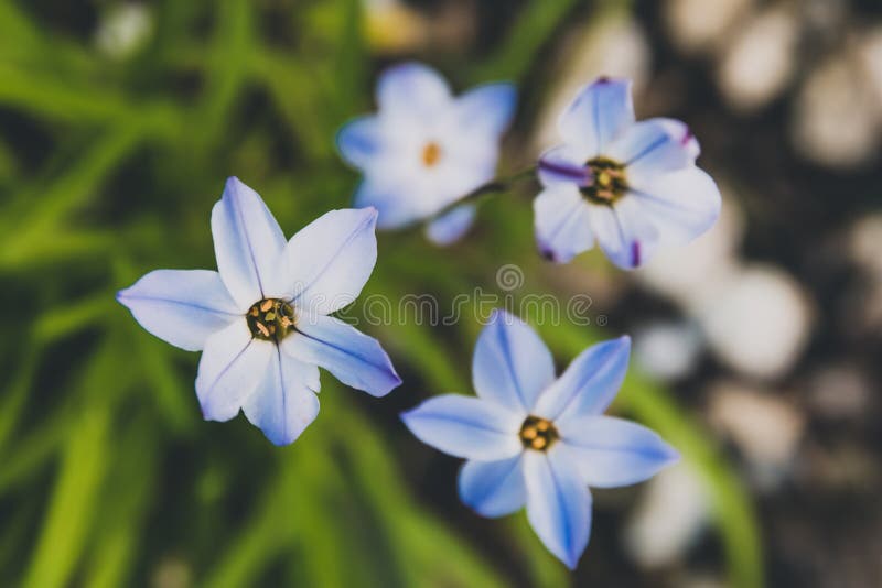 Grass with Tiny Blue Flowers, Closeup Shot Stock Photo Image of