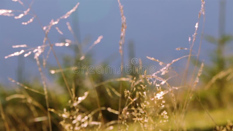 Grass, Trees and Morning. Follow Focus