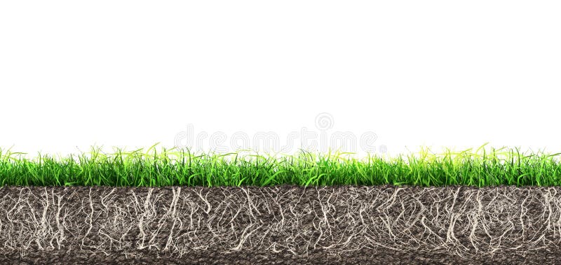 22,770 Grass Roots Stock Photos - Free & Royalty-Free Stock Photos