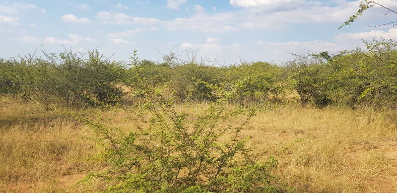 Grass; veld; bushes; thornbush