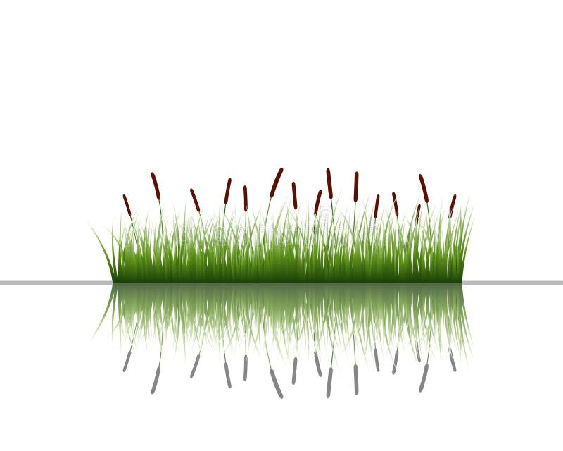 Grass on water vector illustration