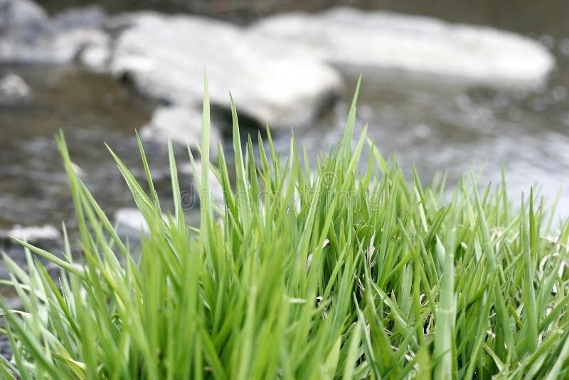 Grass In The Water