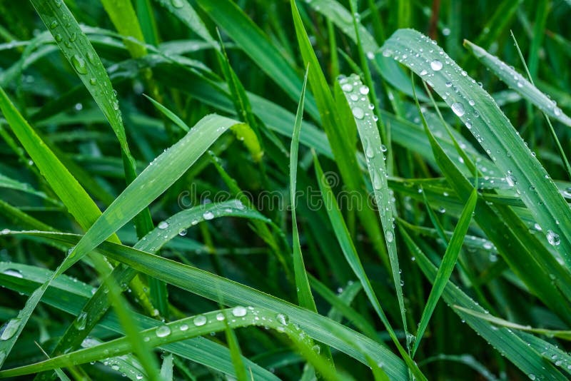 Grass with Water Drops on the Leaves, Rainy Weather Stock Image Image