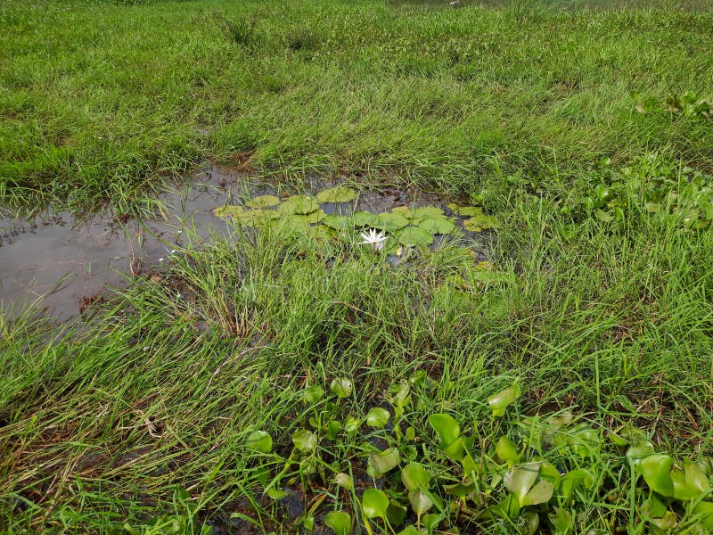 Grass in the Water, Water Plants in Pond. Stock Photo Image of summer