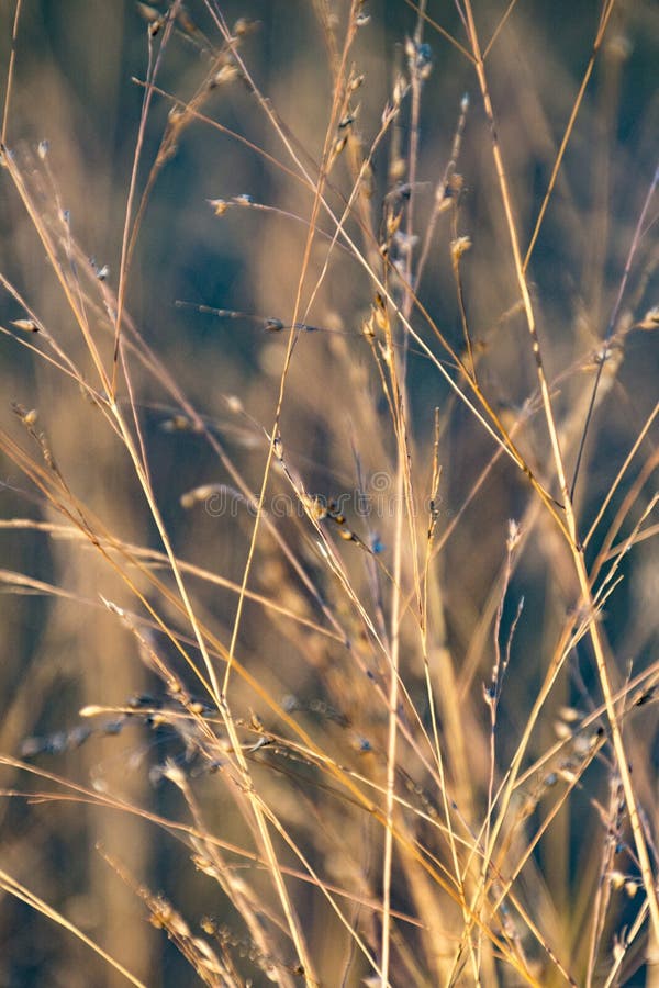 Grass and weeds in Autumn