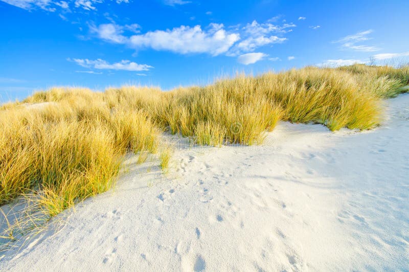 Grass on a white sand dunes beach, and blue sky on background. Grass on a white sand dunes beach, and blue sky on background