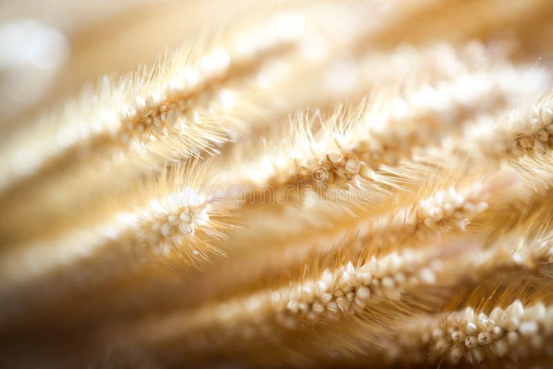 Grass wild flower in garden under sunlight,abstract natural back royalty free stock image Grass wild flower in garden under sunlight,abstract natural back royalty free stock image