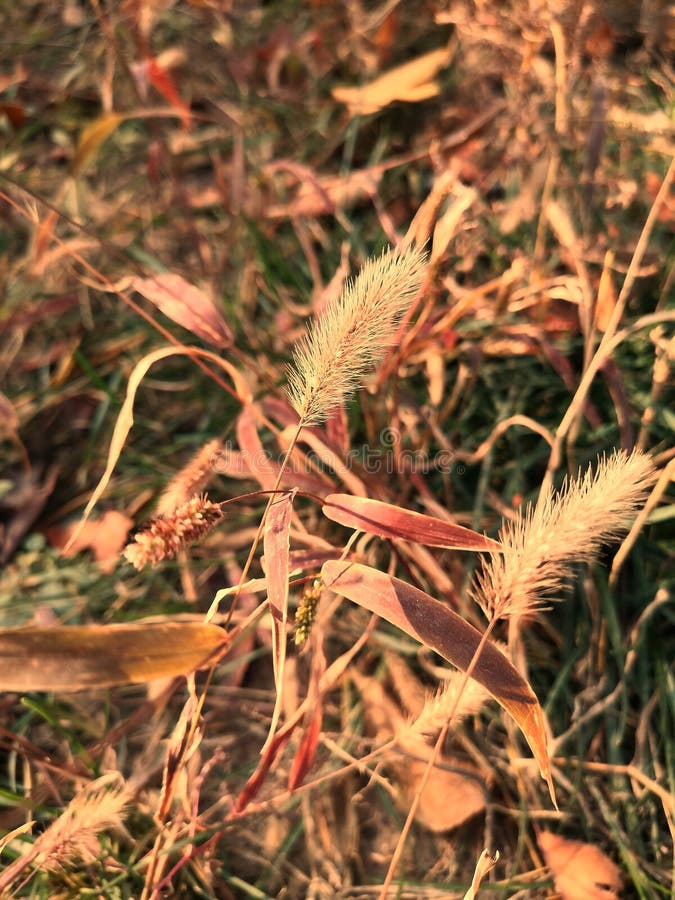 The Grass Will Decay in Autumn Stock Image Image of yellow, autumn