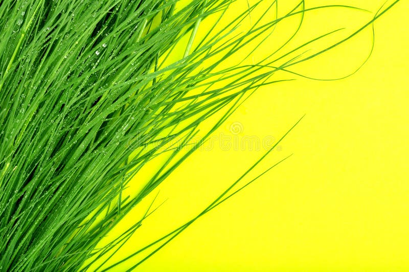 Grass with Yellow Background Stock Image Image of field, drips 73544557