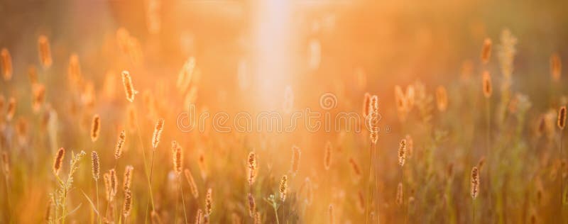 Grass In Yellow Sunlight And Bokeh, Boke Background. Later Summer