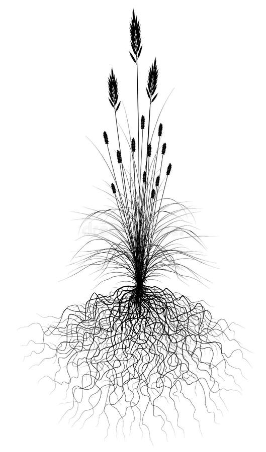 Editable vector flowering grass silhouette with root system. Editable vector flowering grass silhouette with root system