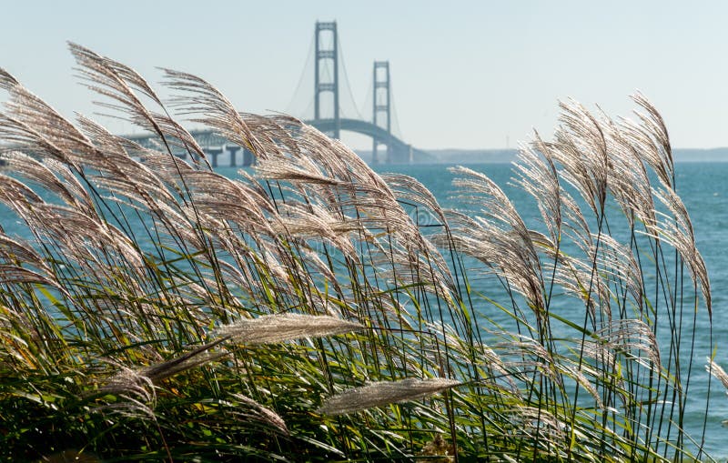 Grassen die in de wind bij de Mackinac-Brug in Michigan blazen stock afbeelding Grassen die in de wind bij de Mackinac-Brug in Michigan blazen stock afbeelding
