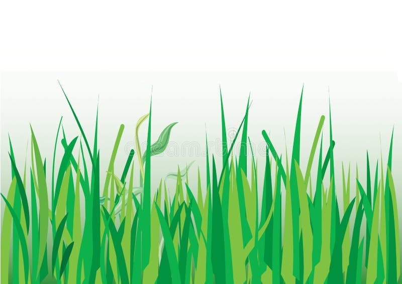 Grasses vector illustration