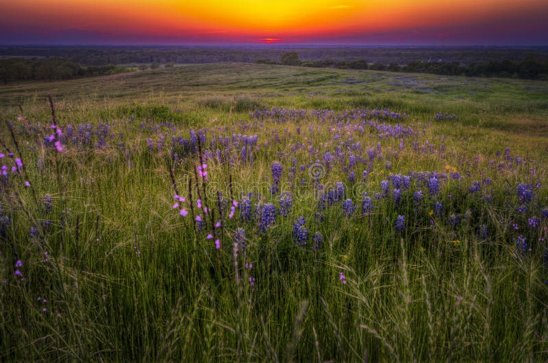 Grasses and Bluebonnets at Sunset