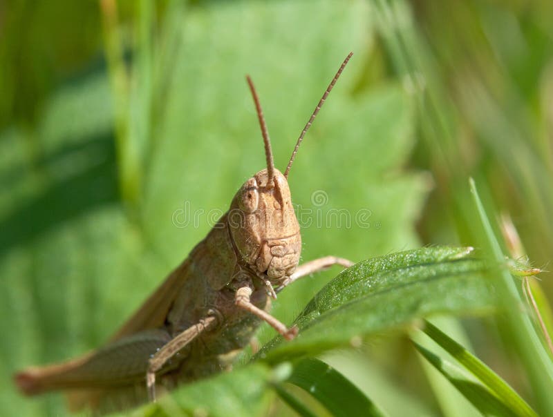 Grasshopper