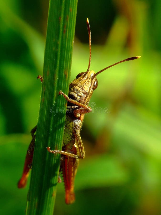 Grasshopper stock photo