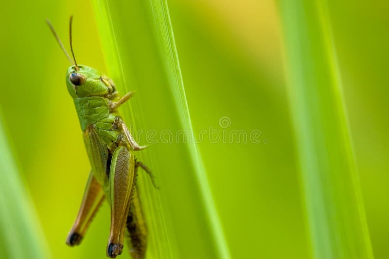 Grasshopper stock images