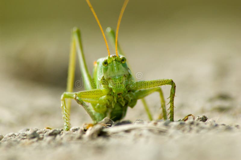 Grasshopper 2