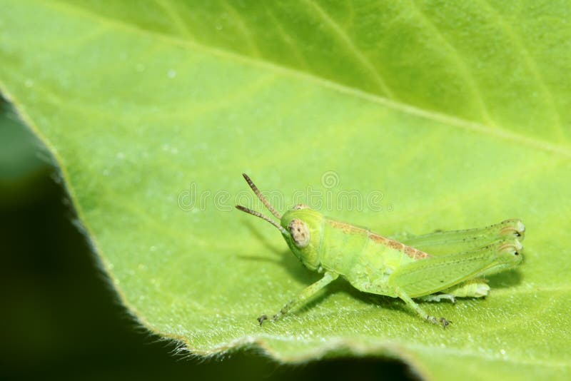 Grasshopper royalty free stock photos