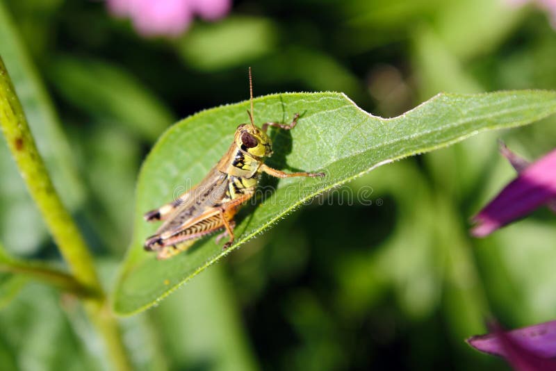 Grasshopper