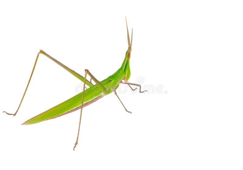 Grasshopper