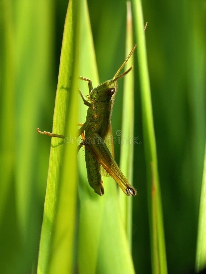 Grasshopper