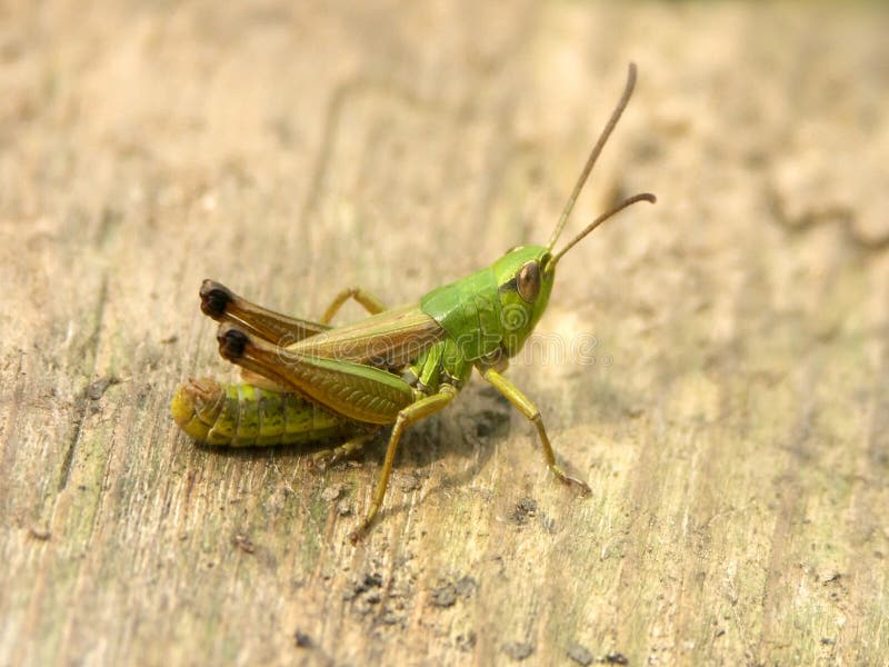 Grasshopper