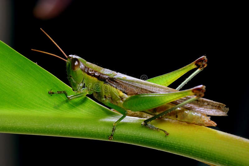 Grasshopper