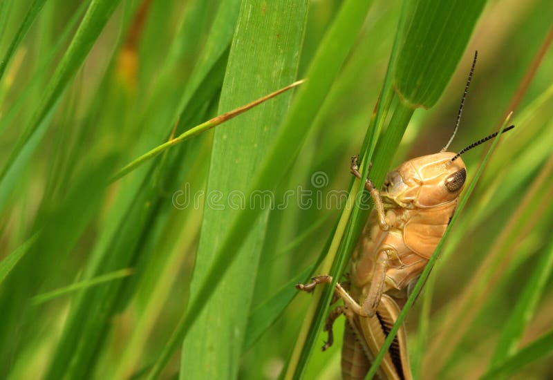 Grasshopper royalty free stock images