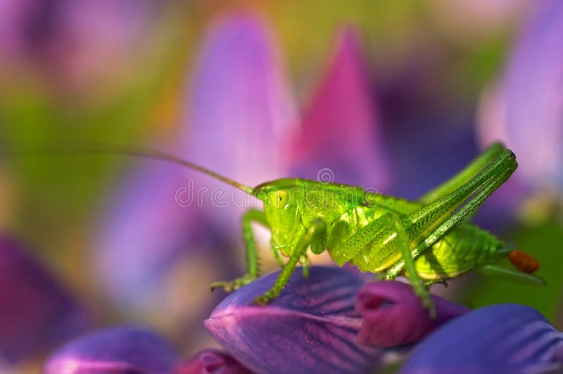 Grasshopper