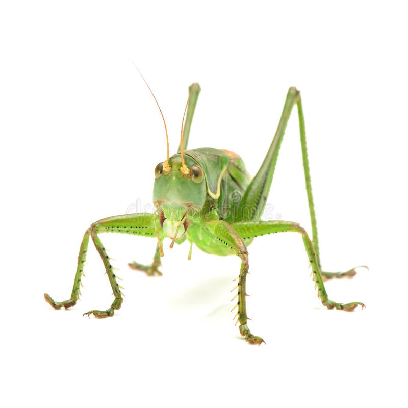 Μακρο εικόνα grasshopper που απομονώνεται στο άσπρο υπόβαθρο