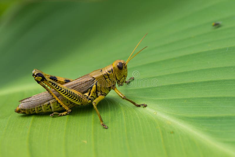 Grasshopper στοκ φωτογραφίες με δικαίωμα ελεύθερης χρήσης