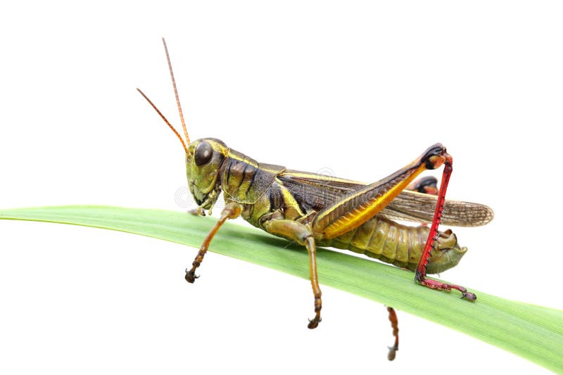 Grasshopper