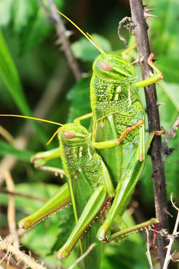 Grasshopper