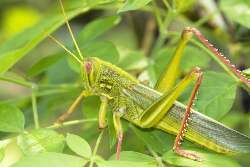 Grasshopper