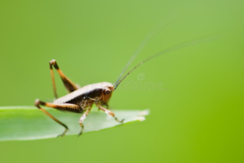 Iguana stock photo. Image of terrarium, reptile, reptiles 540002