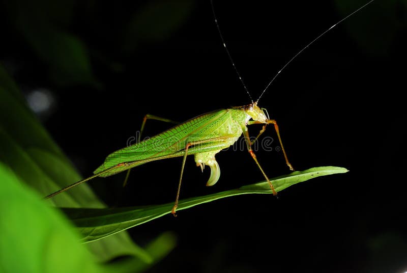 Grasshopper