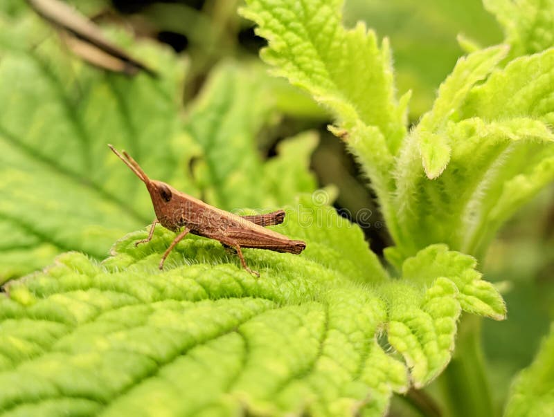 Grasshopper beetle leaf wild stock images