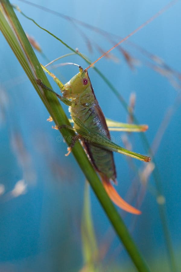 Grasshopper on blade of grass royalty free stock photo