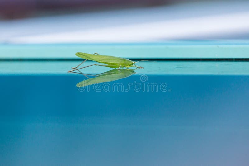 Grasshopper on Blue Glass royalty free stock image