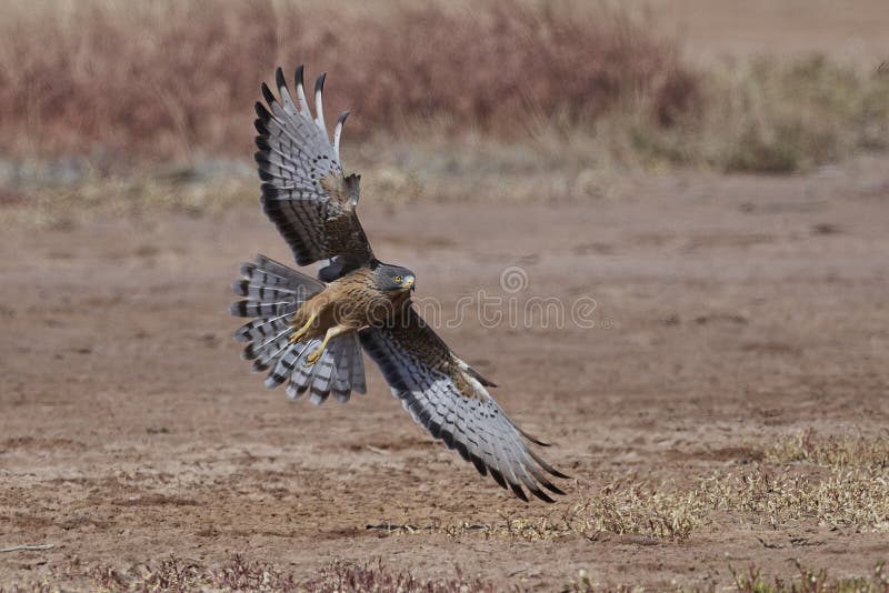 Grasshopper buzzard Butastur rufipennis