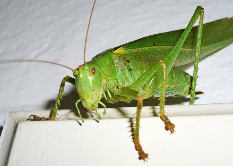 A Bug is Climbing on the Wall Stock Photo Image of beetle, close