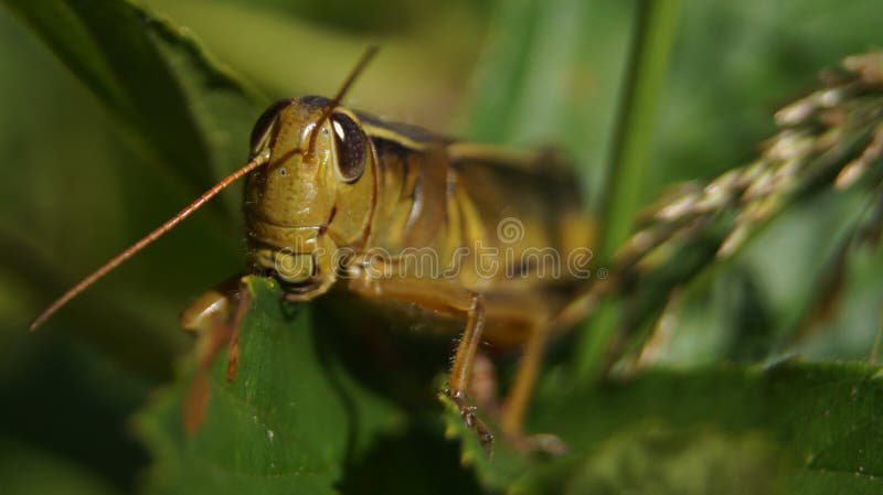 Grasshopper