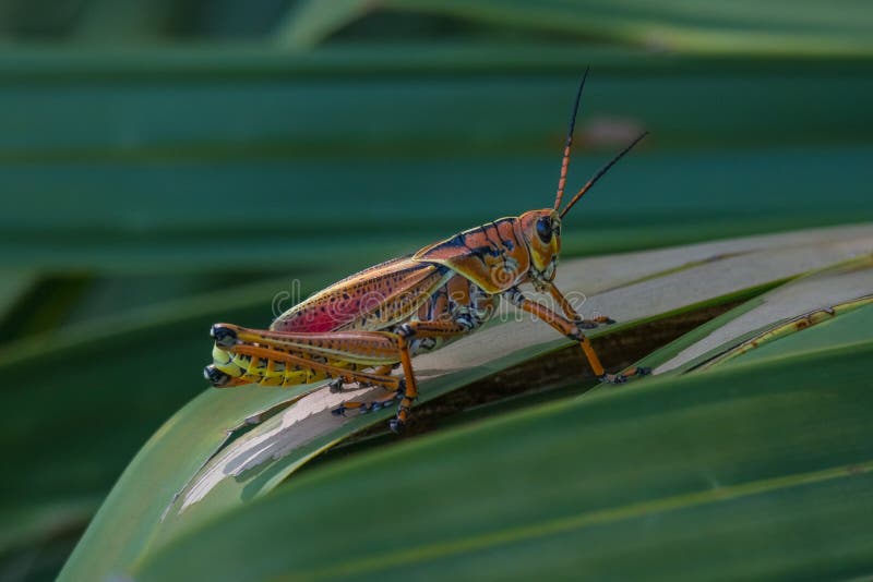 Florida's Giant Orange Lubber Stock Photos Free & RoyaltyFree Stock Photos from